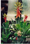 Aechmea.chantinii.jpg.jpg (73319 bytes)