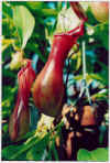 Nepenthes.jpg (25113 bytes)
