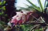 Tillandsia.jpg (25695 bytes)